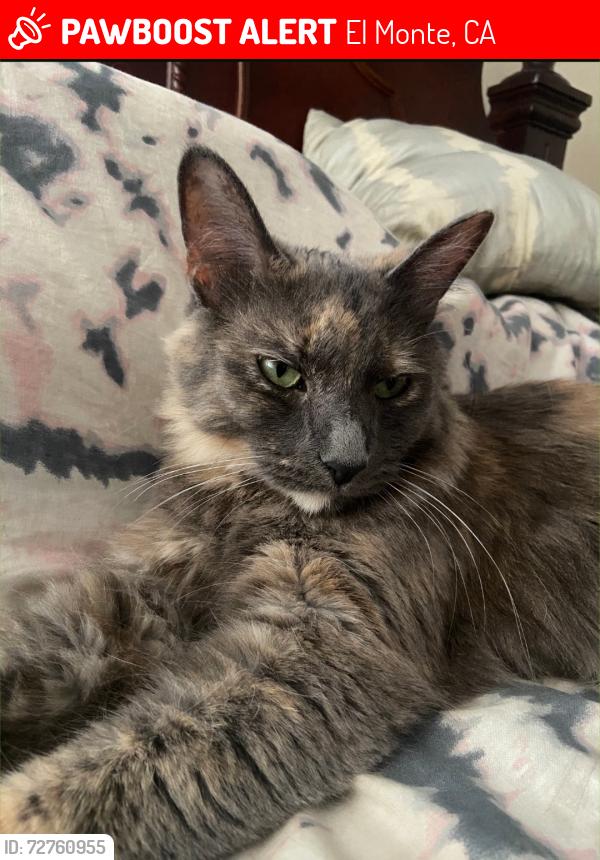 Lost Female Cat last seen Ferris, El Monte, CA 91732