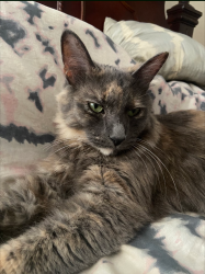Lost Female Cat last seen Ferris, El Monte, CA 91732