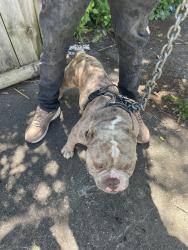 Lost Male Dog last seen Livernois, Detroit, MI 48210