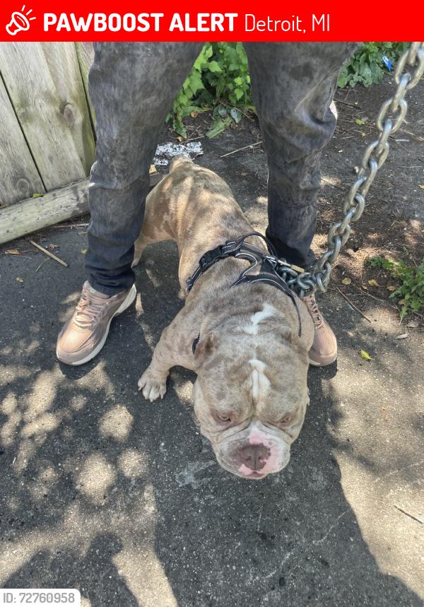 Lost Male Dog last seen Livernois, Detroit, MI 48210