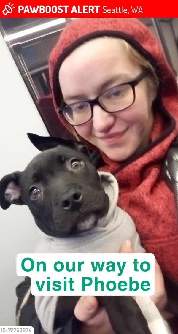 Lost Female Dog last seen E Harvard st and E Thomas st, Seattle, WA 98102