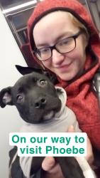Lost Female Dog last seen E Harvard st and E Thomas st, Seattle, WA 98102