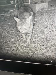 Found/Stray Unknown Cat last seen 17th Ave & Yearling, Deer Valley, AZ 85085