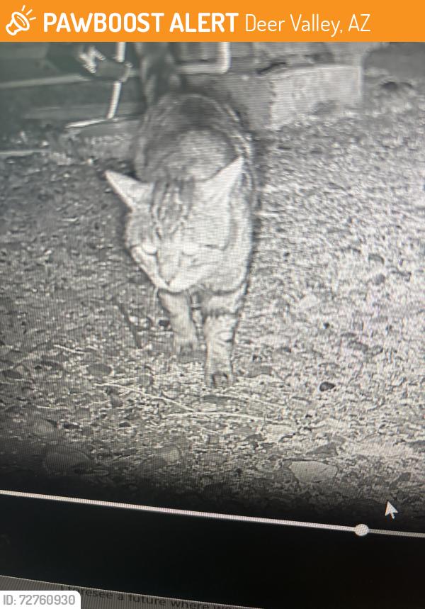 Found/Stray Unknown Cat last seen 17th Ave & Yearling, Deer Valley, AZ 85085