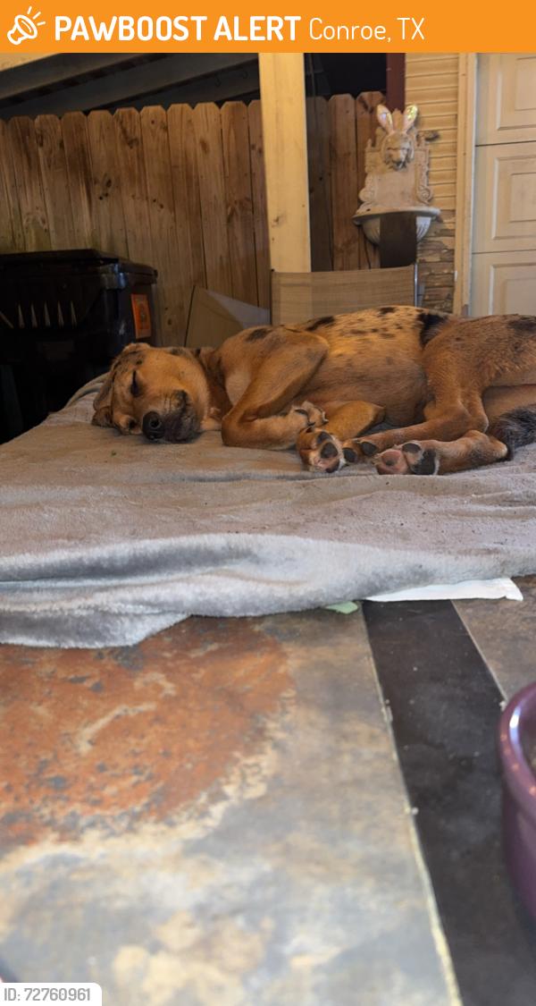 Found/Stray Female Dog last seen Needham / 242, Conroe, TX 77385