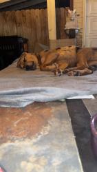 Found/Stray Female Dog last seen Needham / 242, Conroe, TX 77385