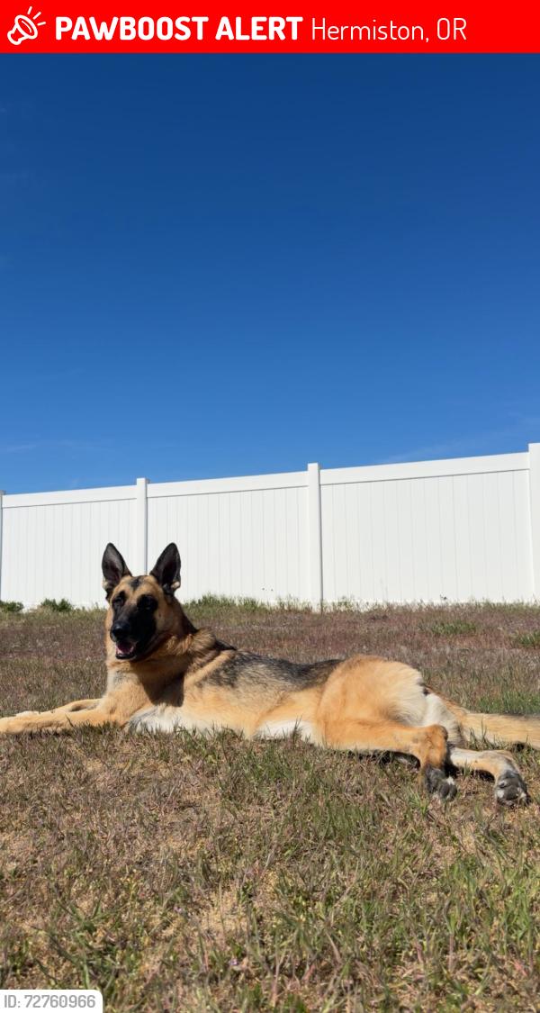 Lost Male Dog last seen Loma Vista Elementary School, Hermiston, OR 97838