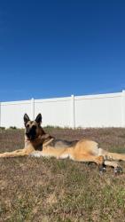 Lost Male Dog last seen Loma Vista Elementary School, Hermiston, OR 97838