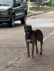 Found/Stray Male Dog last seen Corrales & Marisol, Mission Bend, TX 77083