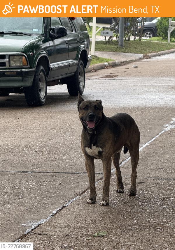 Found/Stray Male Dog last seen Corrales & Marisol, Mission Bend, TX 77083