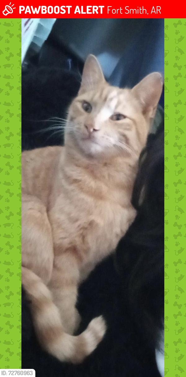 Lost Male Cat last seen Labahn veterinary hosp , Fort Smith, AR 72913