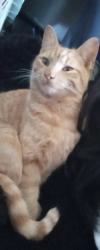 Lost Male Cat last seen Labahn veterinary hosp , Fort Smith, AR 72913