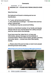 Lost Female Cat last seen Garfield St, Johnstown, PA 15906