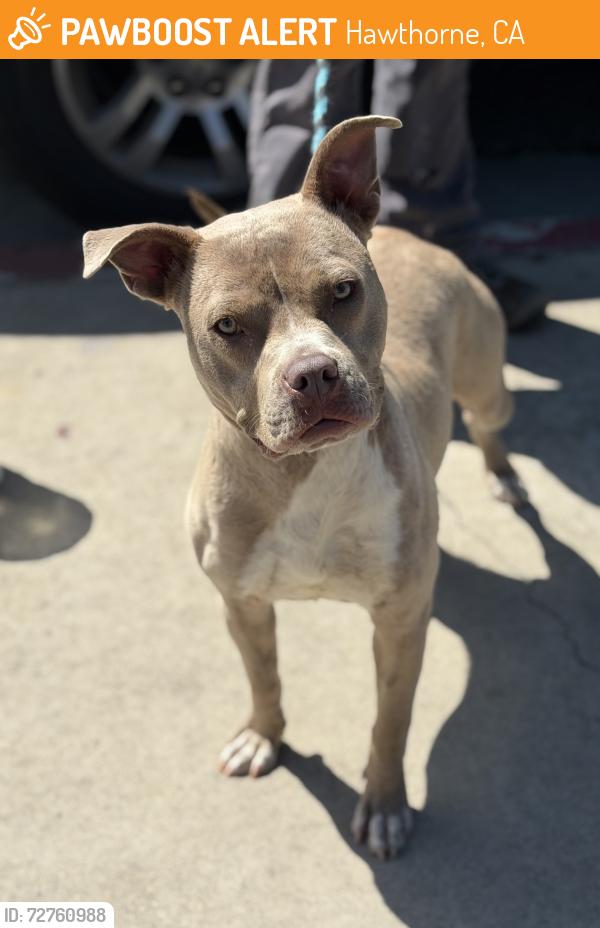 Found/Stray Female Dog last seen Near Prairie Ave, Hawthorne, CA 90250