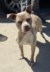Found/Stray Female Dog last seen Near Prairie Ave, Hawthorne, CA 90250