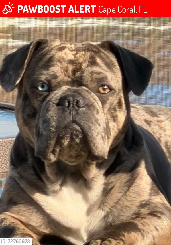 Lost Male Dog last seen Skyline and El Dorado , Cape Coral, FL 33914
