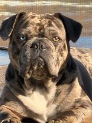 Lost Male Dog last seen Skyline and El Dorado , Cape Coral, FL 33914