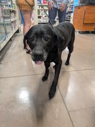 Found/Stray Female Dog last seen USAA, San Antonio, TX 78230