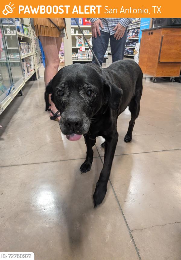 Found/Stray Female Dog last seen USAA, San Antonio, TX 78230