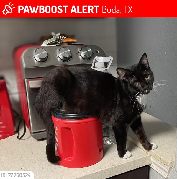 Lost Male Cat last seen Bronco Court and Mustang Mesa, Buda, TX 78610