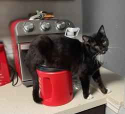 Lost Male Cat last seen Bronco Court and Mustang Mesa , Buda, TX 78610