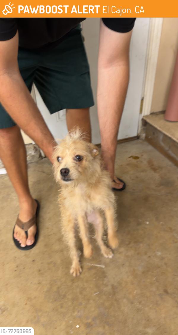 Found/Stray Female Dog last seen La Cresta rd, El Cajon, CA 92021