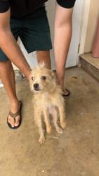Found/Stray Female Dog last seen La Cresta rd, El Cajon, CA 92021