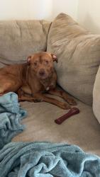 Lost Male Dog last seen Woods of 9 mile, Norwich Township, MI 49307