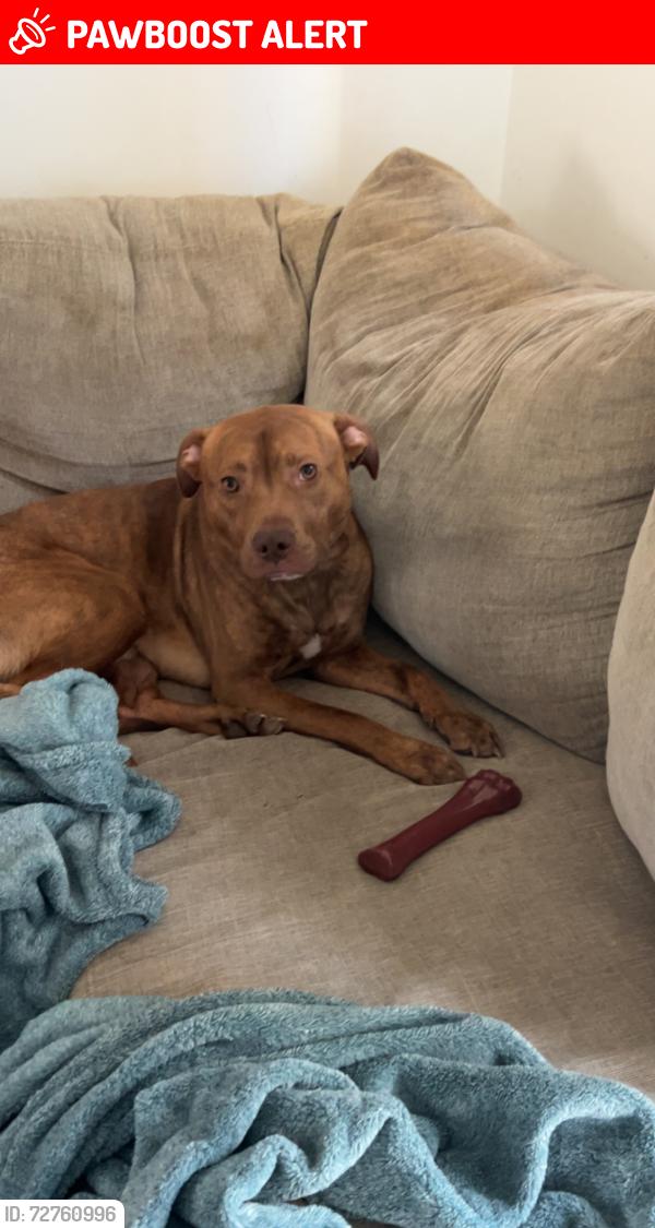 Lost Male Dog last seen Woods of 9 mile, Norwich Township, MI 49307
