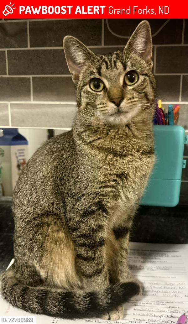 Lost Female Cat last seen Burger King on south Washington , Grand Forks, ND 58201