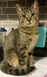 Lost Female Cat last seen Burger King on south Washington , Grand Forks, ND 58201