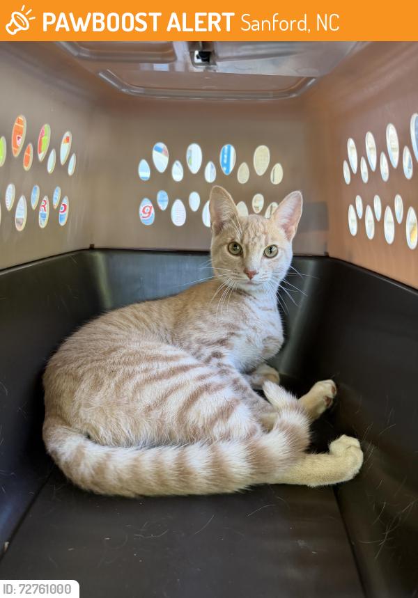 Found/Stray Male Cat last seen Saint Andrews Chu Rd & Lee Ave, Sanford, NC 27332