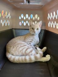 Found/Stray Male Cat last seen Saint Andrews Chu Rd & Lee Ave, Sanford, NC 27332