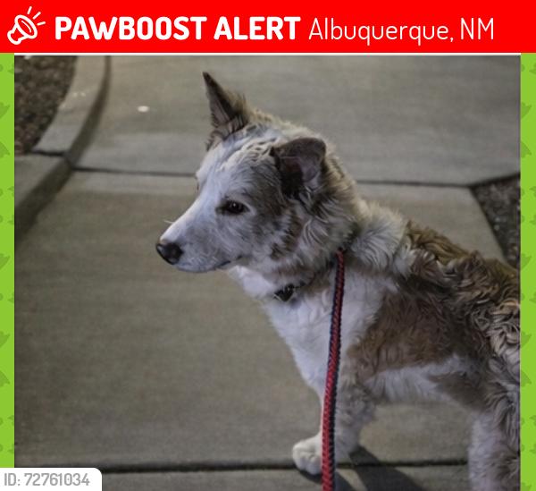 Lost Male Dog last seen Anderson Heights Park, Albuquerque, NM 87121