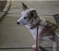 Lost Male Dog last seen Anderson Heights Park, Albuquerque, NM 87121