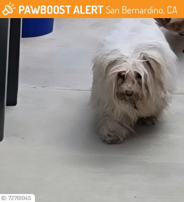 Found/Stray Unknown Dog last seen Louise street mailboxes, San Bernardino, CA 92407