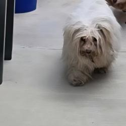 Found/Stray Unknown Dog last seen Louise street mailboxes, San Bernardino, CA 92407