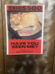 Lost Male Cat last seen Merton & Ellenwood, Los Angeles, CA 90041