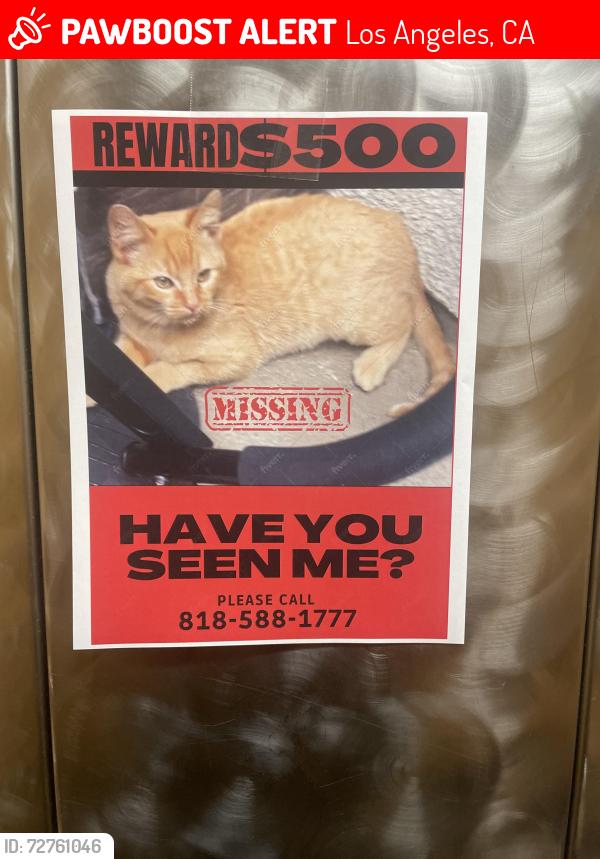 Lost Male Cat last seen Merton & Ellenwood, Los Angeles, CA 90041