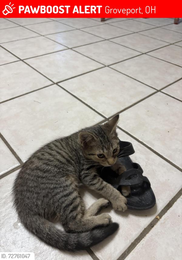 Lost Female Cat last seen South Hamilton Road and Hwy317, Groveport, OH 43125