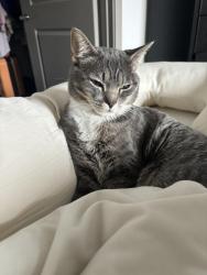 Lost Male Cat last seen Isabela Bird School , Denver, CO 80238