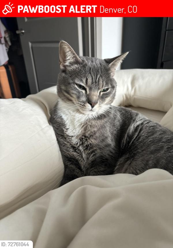 Lost Male Cat last seen Isabela Bird School , Denver, CO 80238