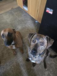 Lost Female Dog last seen In the neighborhood of Scott elementary, between brown and cordon, Salem, OR 97305