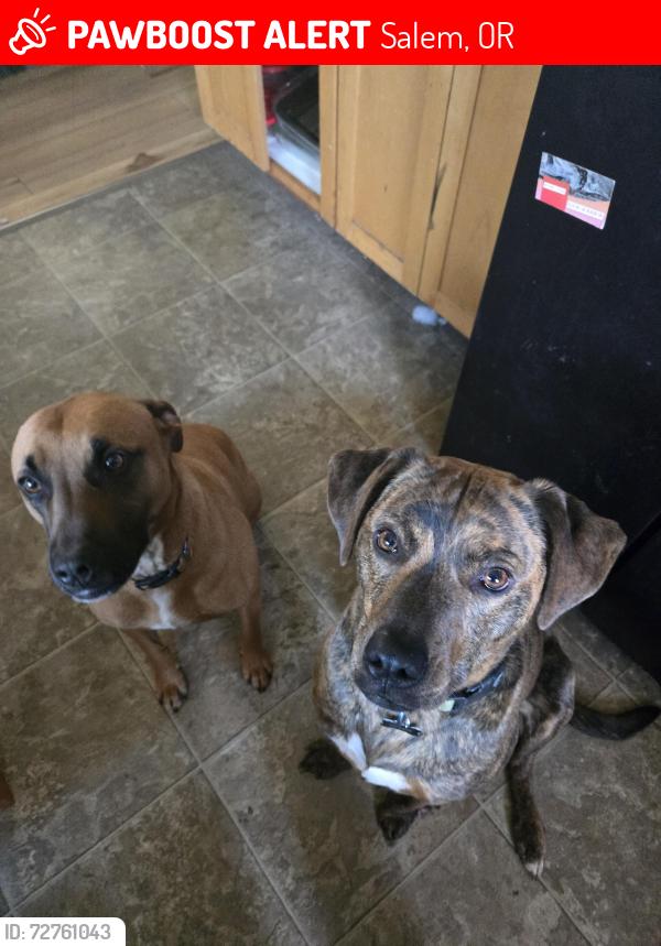 Lost Female Dog last seen In the neighborhood of Scott elementary, between brown and cordon, Salem, OR 97305