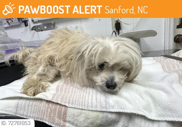 Found/Stray Female Dog last seen east main street and Dalrymple street, Sanford, NC 27330