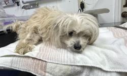 Found/Stray Female Dog last seen east main street and Dalrymple street, Sanford, NC 27330