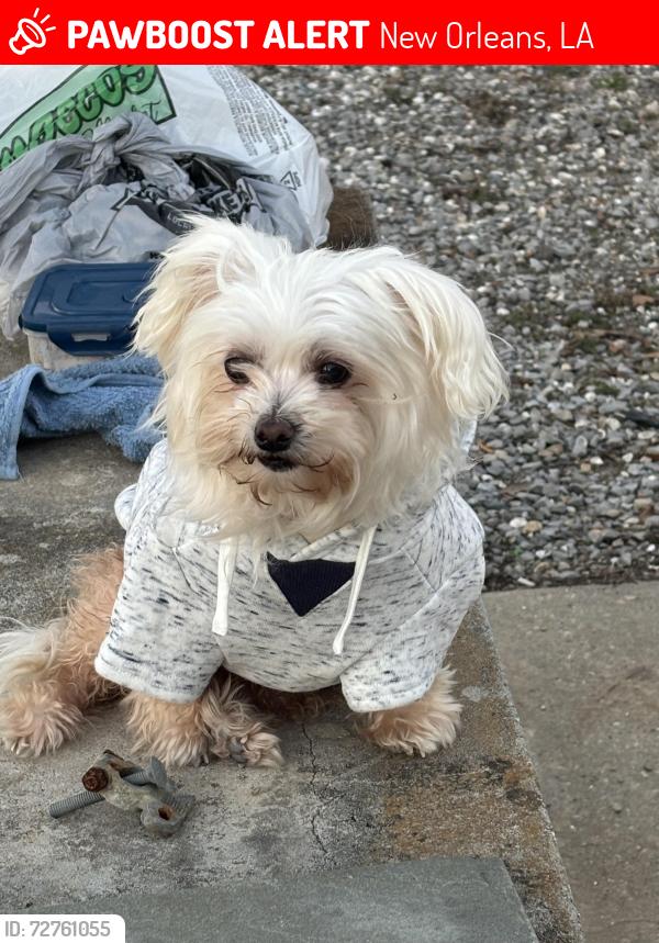 Lost Female Dog last seen Blythe and Patterson, Algiers, New Orleans, LA 70131