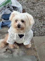 Lost Female Dog last seen Blythe and Patterson, Algiers, New Orleans, LA 70131
