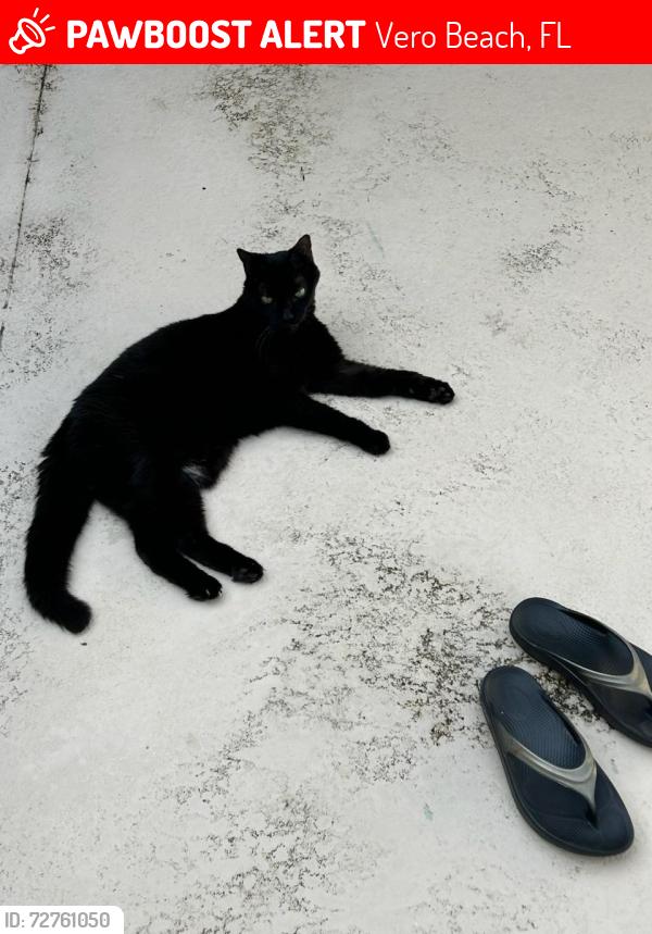 Lost Male Cat last seen Between Mockingbird and A1A, Vero Beach, FL 32963