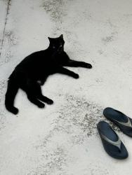 Lost Male Cat last seen Between Mockingbird and A1A, Vero Beach, FL 32963
